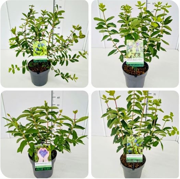 Lonicera Mixlage