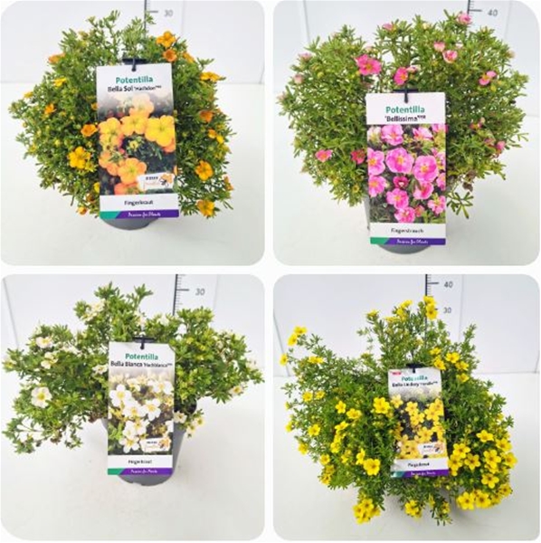 Potentilla Mixlage