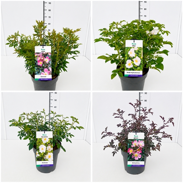 Rosa Mixlage