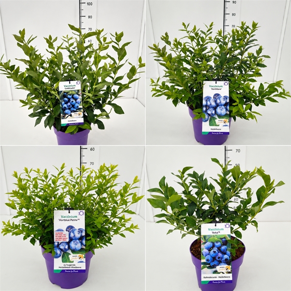 Vaccinium Mixlage