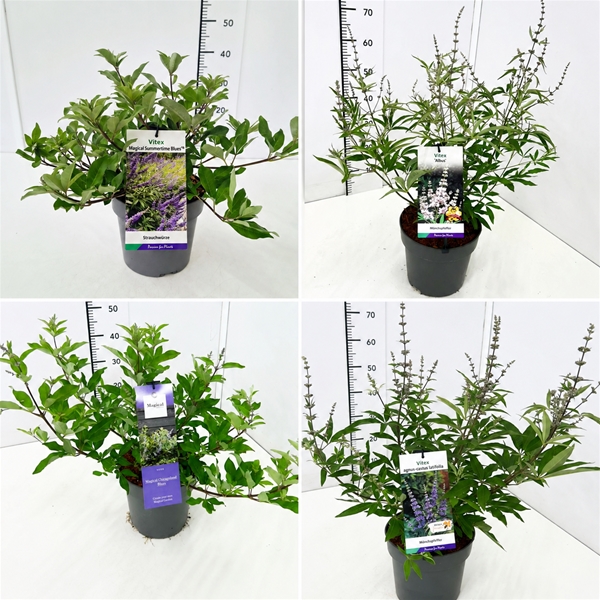 Vitex Mixlage