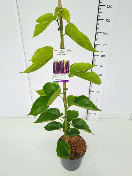 Morus Alba Giant Fruit