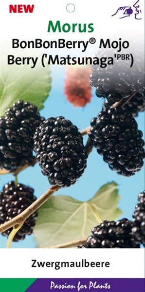 Morus Mojo Berry Essbar