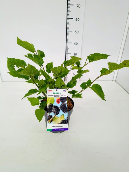Morus Mojo Berry Essbar