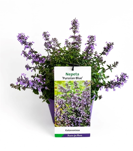 Nepeta Purssian Bue