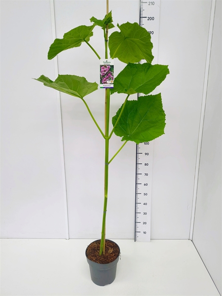 Paulownia Tomentosa 