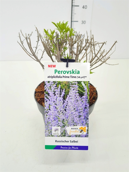Perovskia Prime Time
