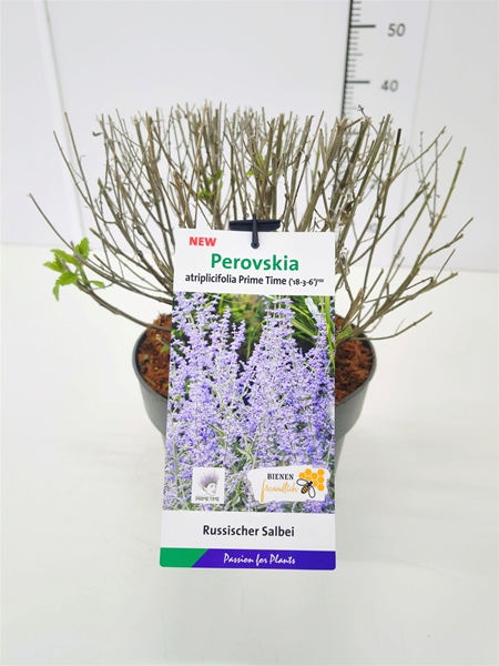 Perovskia Atriplicifolia Prime Time