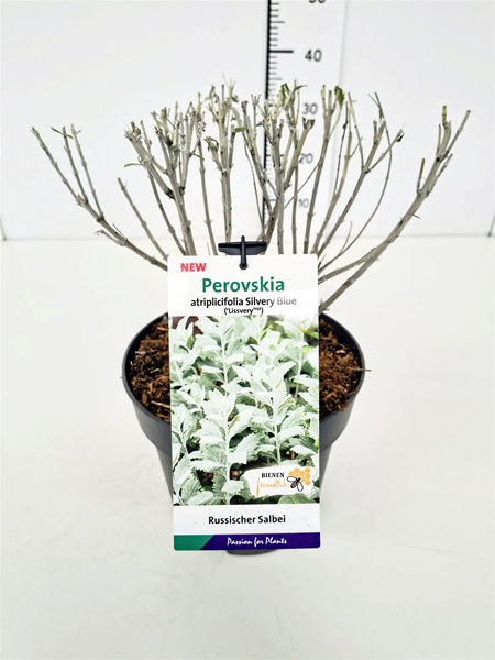 Perovskia Atriplicifolia Silvery Blue