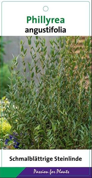 Phillyrea angustifolia