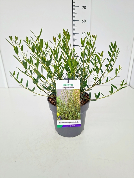 Phillyrea angustifolia