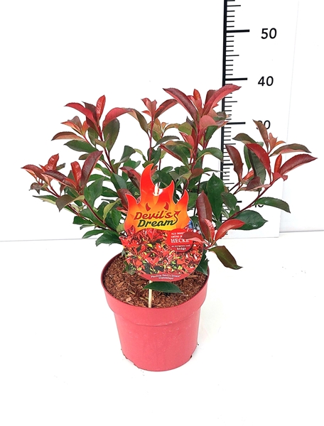 Photinia Fraseri Devils Dream