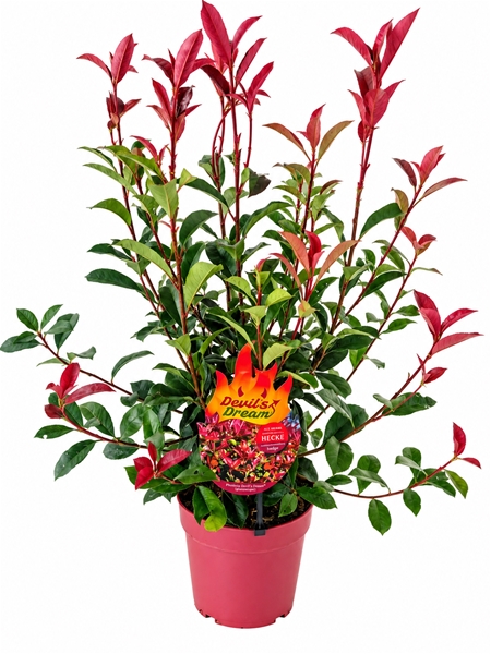 Photinia Fraseri Devils Dream