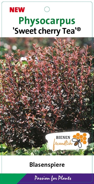 Physocarpus Opulifolius Magical Sweet Cherry Tea