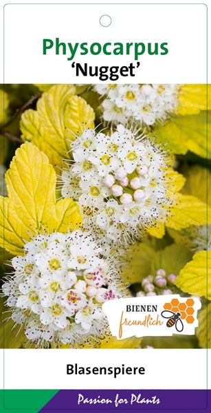 Physocarpus Opulifolius Nugget
