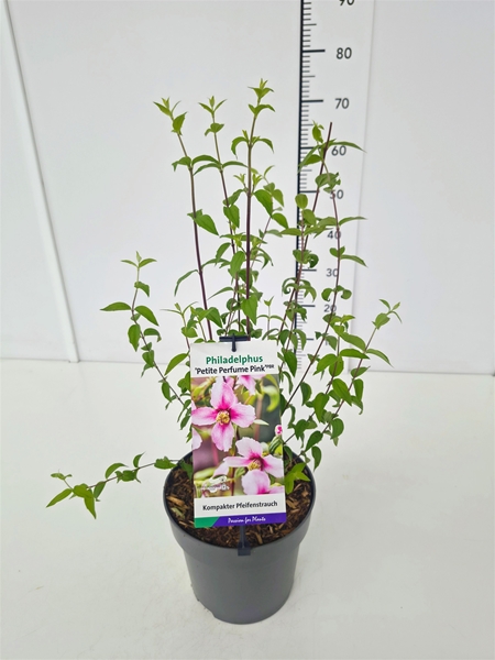 Philadelphus Petite Perfume Pink
