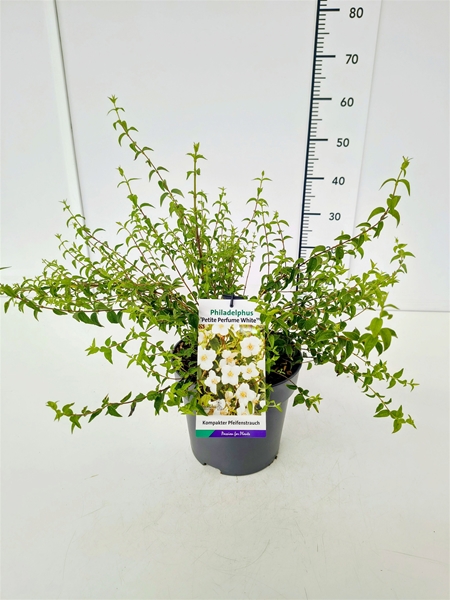 Philadelphus Petite Perfume Weiss