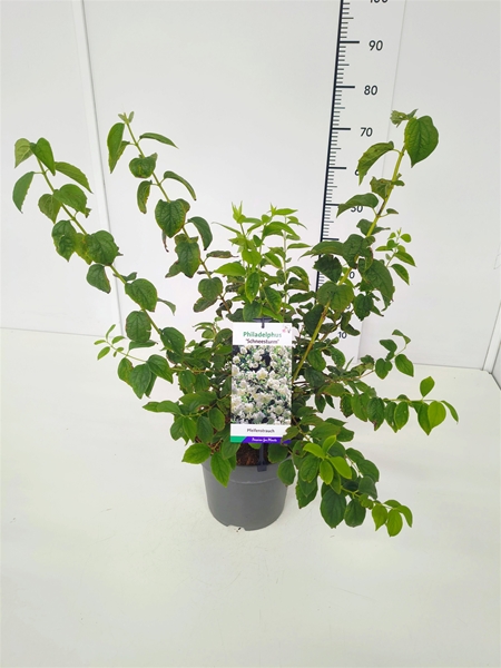 Philadelphus Schneesturm