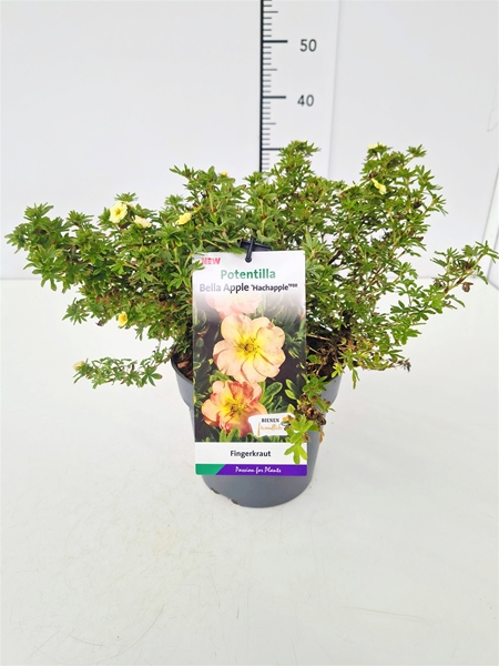 Potentilla Fruticosa Bella Apple