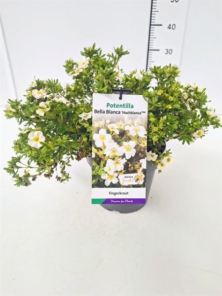 Potentilla Fruticosa Bella Bianca
