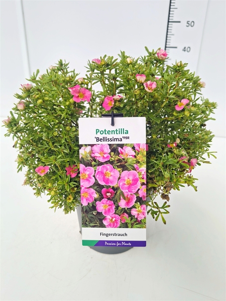 Potentilla Fruticosa Bellissima