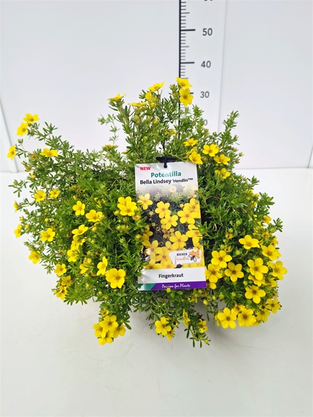 Potentilla Fruticosa Bella Lindsey