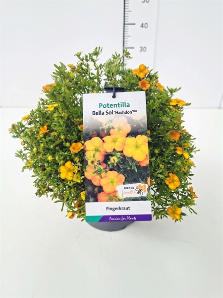 Potentilla Fruticosa Bella Sol