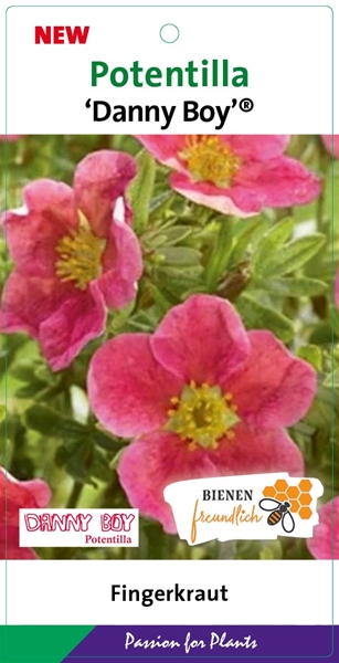 Potentilla Fruticosa Danny Boy