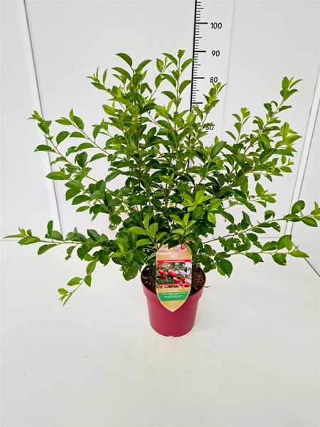 Prunus Juliet Cherry