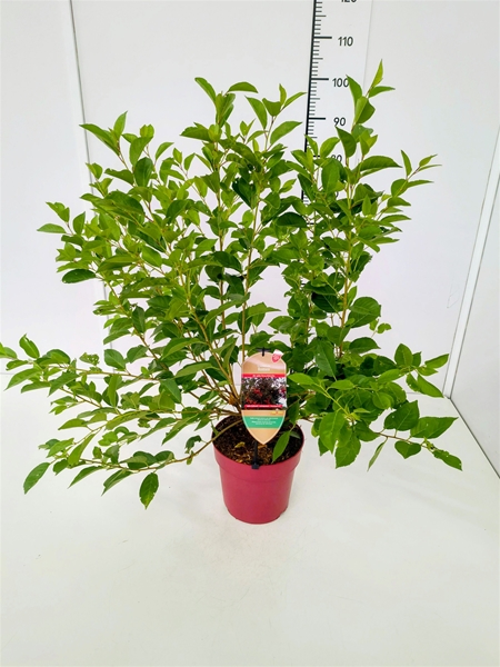 Prunus Romeo Cherry