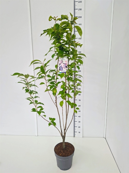 Prunus Serrulata Amanogawa