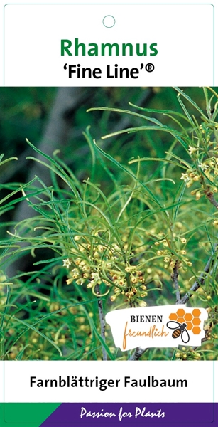 Rhamnus Frangula Fine Line
