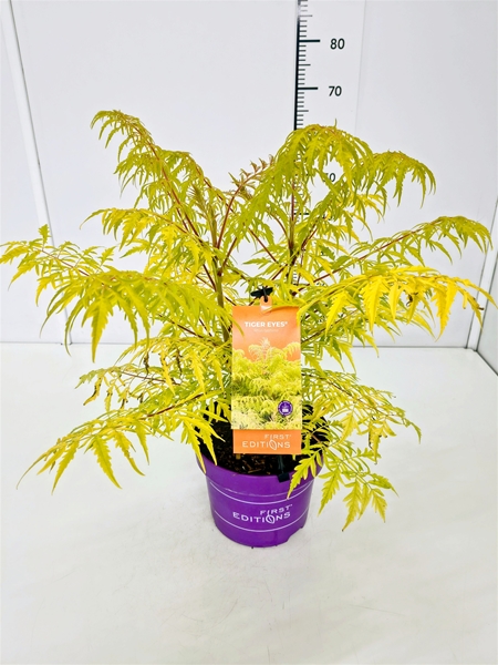 Rhus Typhina Tiger Eyes