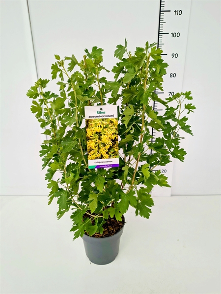Ribes Aureum Odoratum
