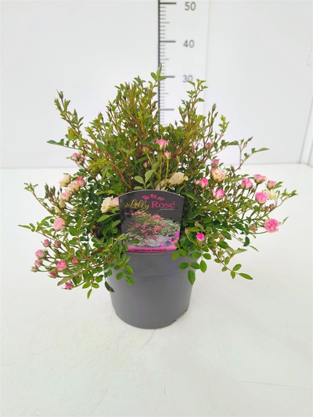 Rosa Lilly Rose