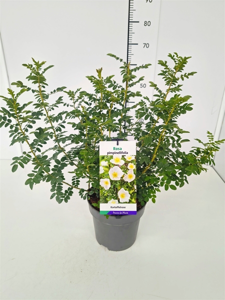 Rosa Pimpinellifolia 