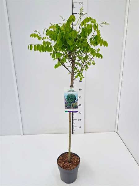 Robinia Pseudoacacia Umbraculifera