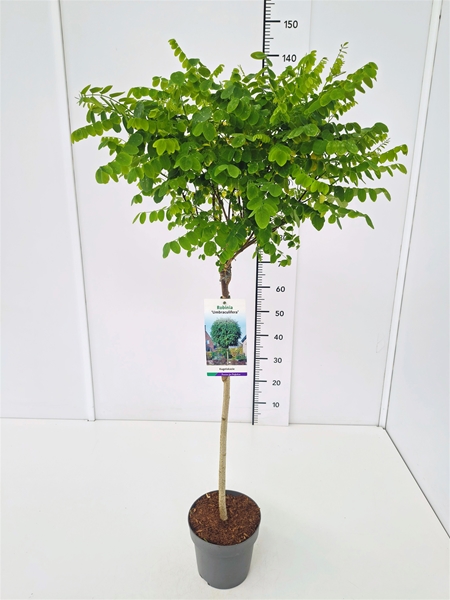 Robinia Pseudoacacia Umbraculifera