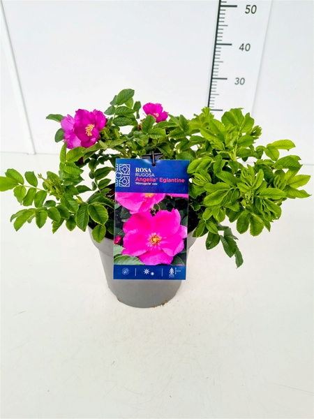 Rosa Rugosa Angelia Eglantine