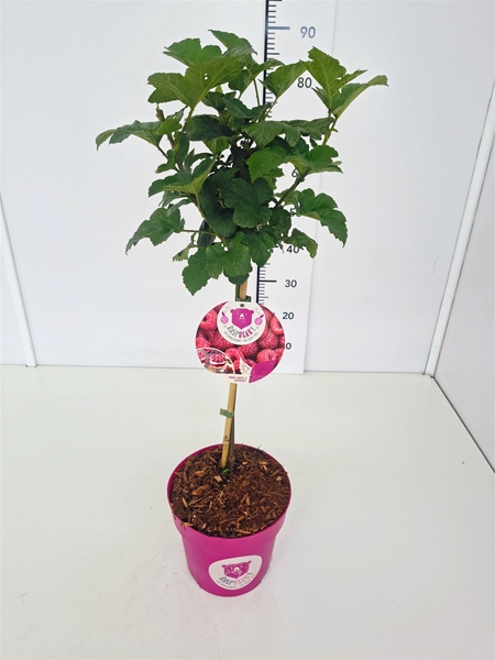 Rubus Idaeus Raspbeary Essbar