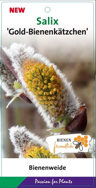 Salix Cap Goldbienen Kätzchenweide