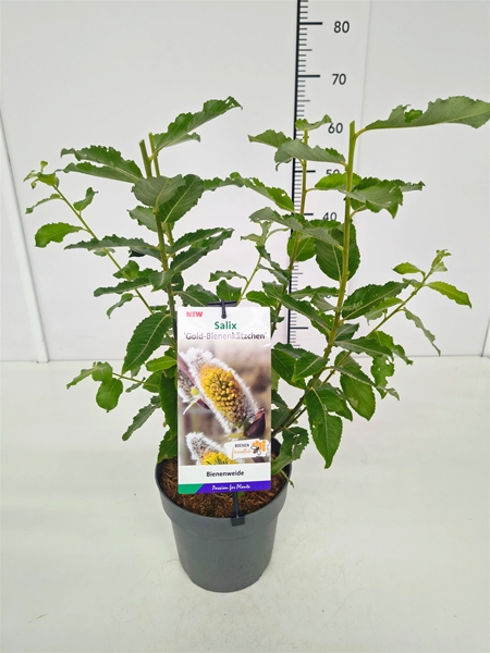 Salix Cap Goldbienen Kätzchenweide