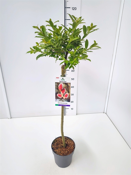 Salix Gracilistyla Mount Aso