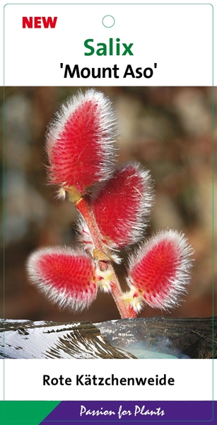 Salix Gracilistyla Mount Aso