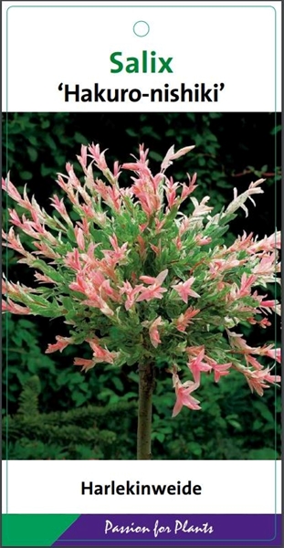 Salix Integra Hakuro-nishiki