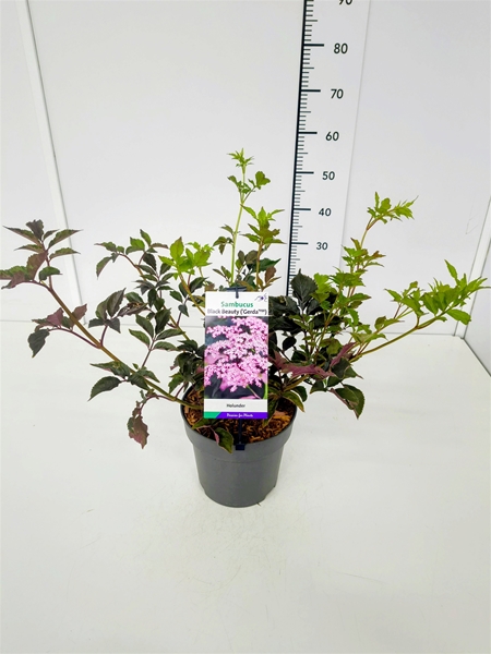Sambucus Nigra Black Beauty