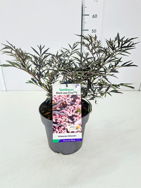 Sambucus Nigra Black Lace