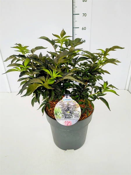 Sambucus Nigra Black Tower