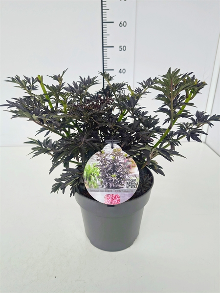 Sambucus Nigra Black Tower