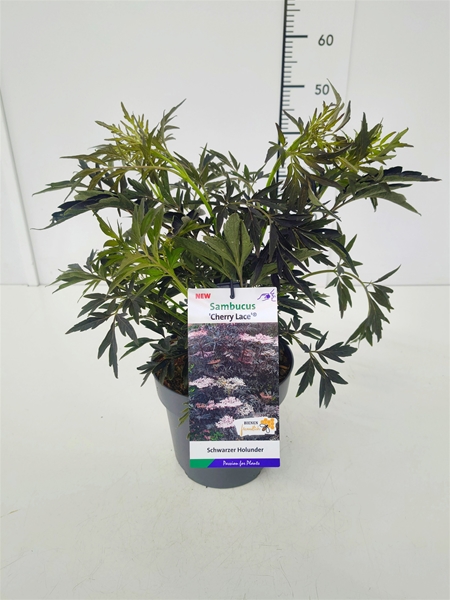 Sambucus Nigra Cherry Lace
